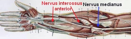 Zeichnung Arm Nervenverlauf