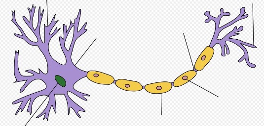 Nervenzelle Zeichnung